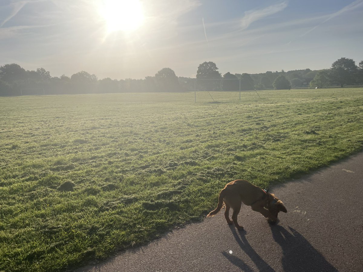 Lunchtime dog walks in the sunshine ❤️ #girlsbestfriend