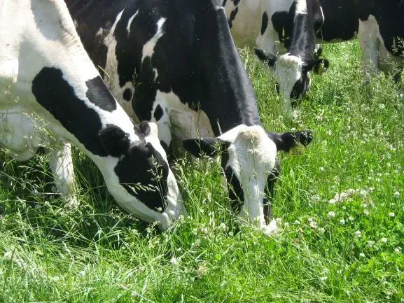 Food Farm Talk tweet media