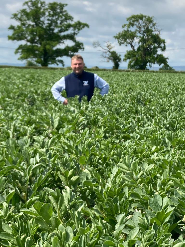 Crop of beans growing well in May valuable protein source in the beef ration fixed nitrogen for winter wheat going in after