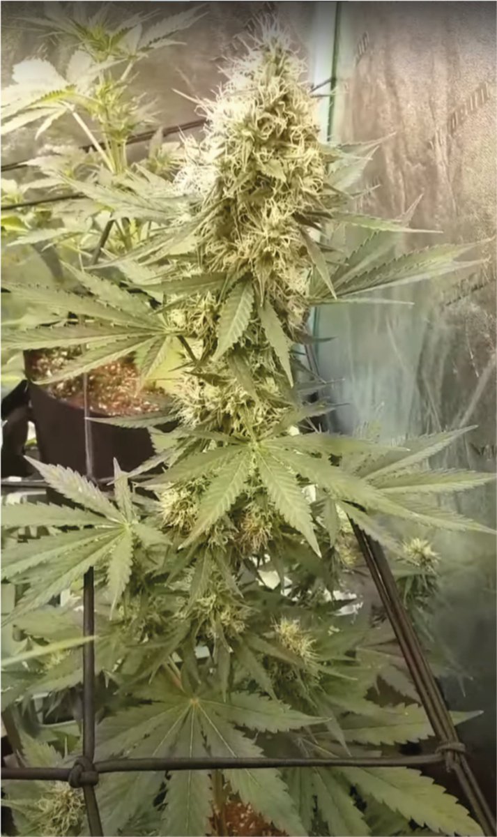 You don't believe what you see
You see what you believe
#Mmemberville #GrowYourOwn