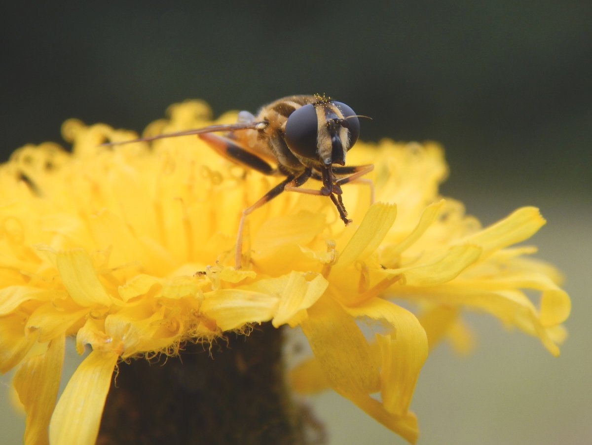 RoyEntSoc's tweet photo. Coming to #RHSChelsea next week? Take photos & tag us if you see an insect (and identify with @iRecordWildlife). Can’t wait to see the life we find in the environments of the #RESGarden and others during the week 🦋
📸Zach Haynes
#CountdownToChelsea @Bloom_PR @ProjGivingBack https://t.co/quGF2OnRGt