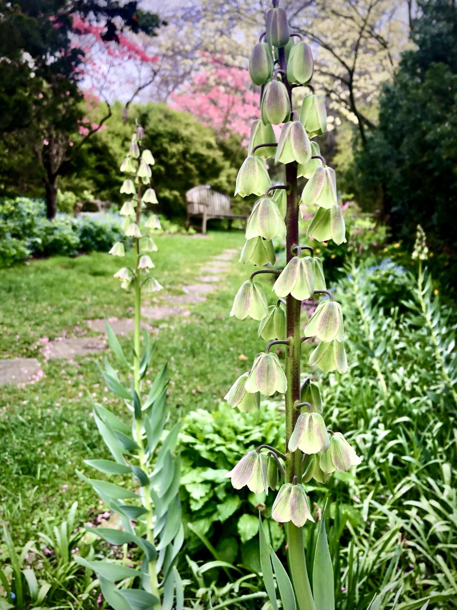 #WhatsBloomingWednesday Fritillaria persica ‘Green Dreams’✨

A member of the lily family, over 30 flowers are often born on a single raceme. 

These spring-blooming bulbs are a treat for the garden. Bulbs should be planted in the fall and will naturalize over time.