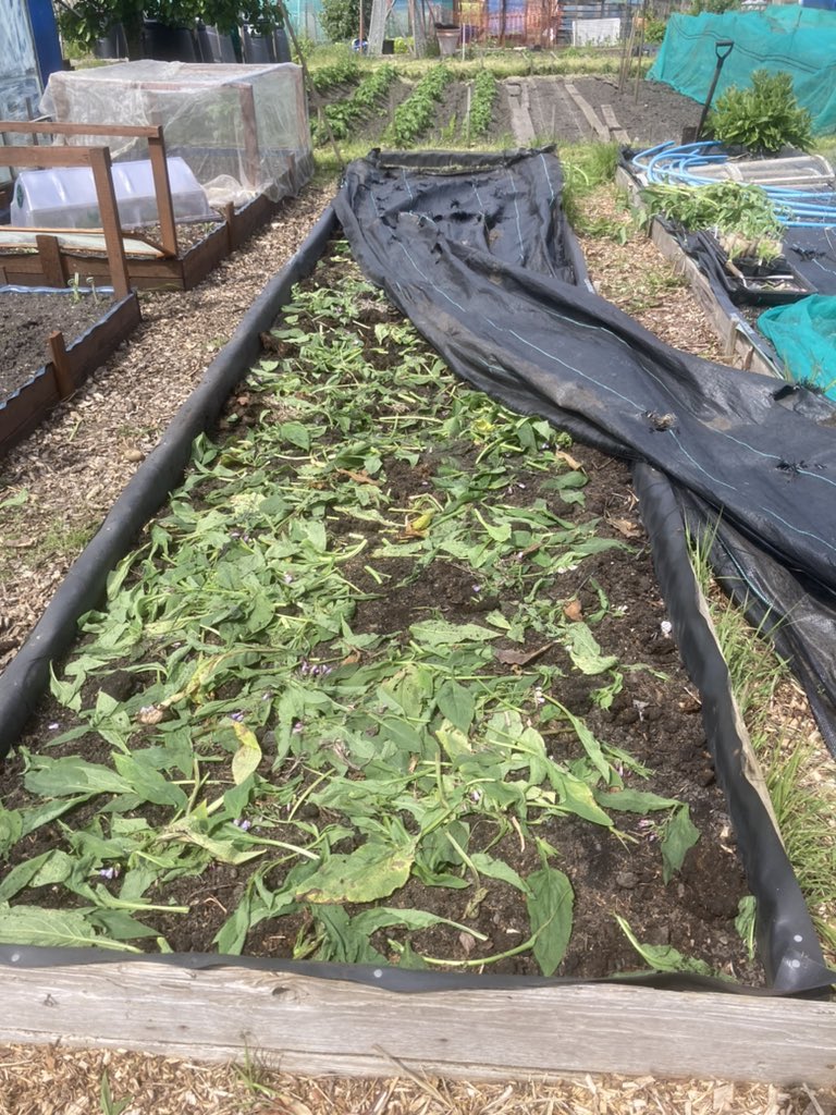 SaraLyndel's tweet photo. One huge bed (23.5ft long 4ft wide) covered in horse muck compost &amp; comfry. Just got to recover and plant out the veggies into it. #allotment #GrowYourOwn #GrowToEat #Organic https://t.co/jstzTav2SX