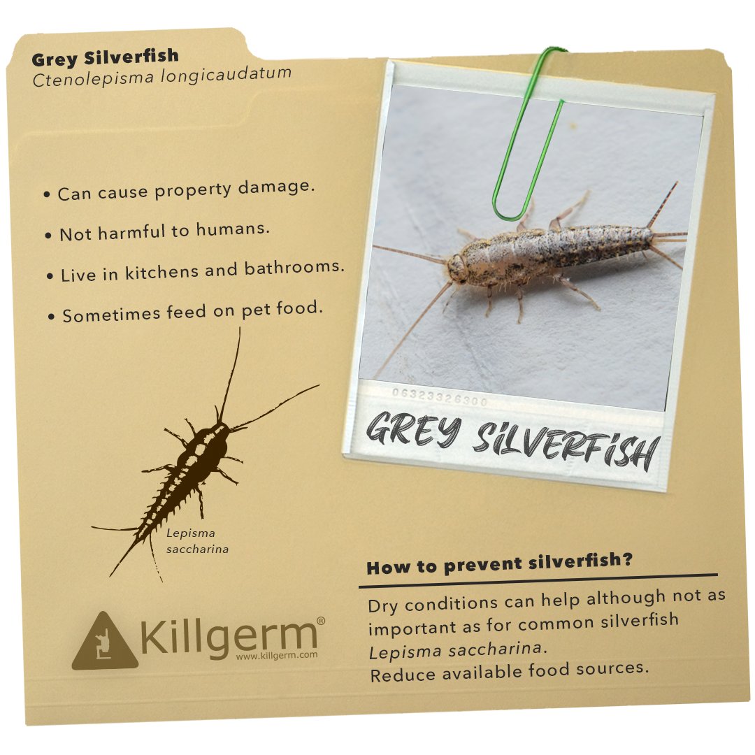 Killgerm's tweet photo. It's day three of Invasive Species Week, and today we focus on the grey silverfish!
 #InvasiveSpeciesWeek #GreySilverfish https://t.co/3RslFHUJd1