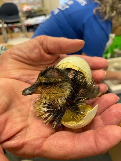 Dawn Ansari-Champion tweet media