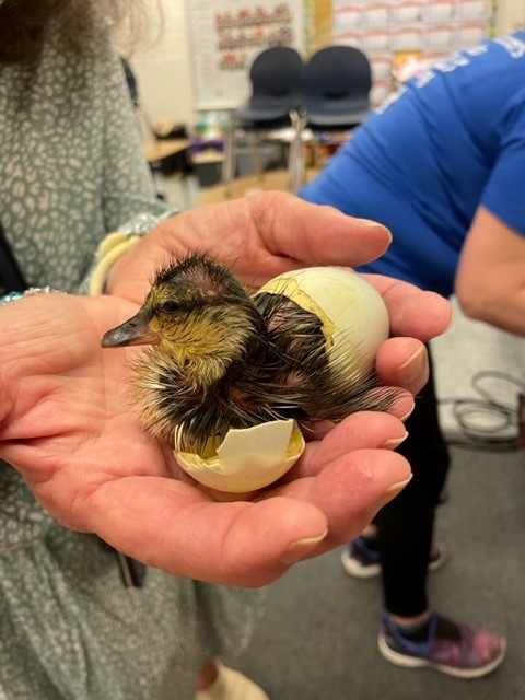 Dawn Ansari-Champion (@ap_c_lses) on Twitter photo Lorton Station's new Roadru--duck! First hatched of the year in Kindergarten. <a href="/FCPSR3/">FCPS Region 3</a> <a href="/Principal_LSES/">Francis Legagneur</a> <a href="/ccberry16/">Christine Berry</a> <a href="/KraftJesse/">Jesse Kraft</a> <a href="/graceetayloredd/">Grace E. Taylor, Ed.D.</a> Lorton Station's new Roadru--duck! First hatched of the year in Kindergarten. <a href="/FCPSR3/">FCPS Region 3</a> <a href="/Principal_LSES/">Francis Legagneur</a> <a href="/ccberry16/">Christine Berry</a> <a href="/KraftJesse/">Jesse Kraft</a> <a href="/graceetayloredd/">Grace E. Taylor, Ed.D.</a>