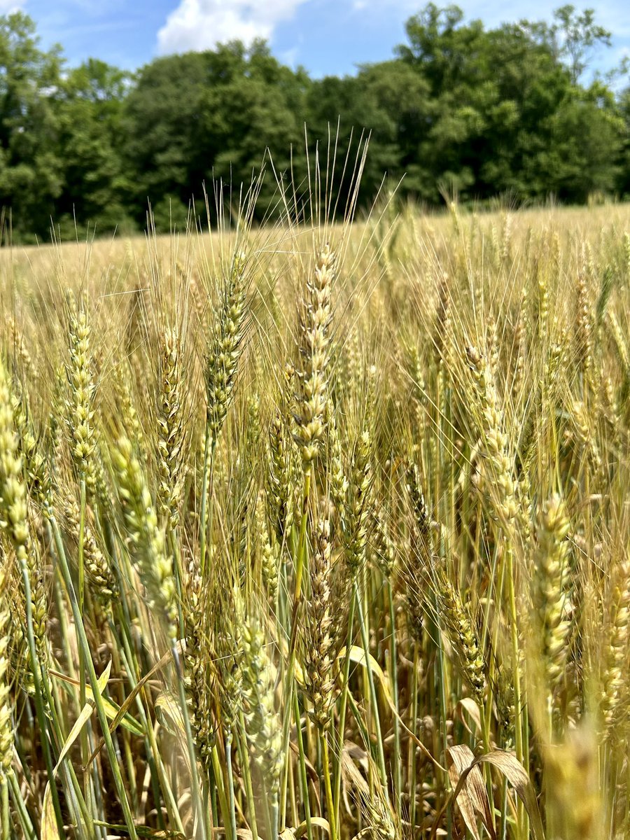 Arkansas Variety Testing Program tweet media