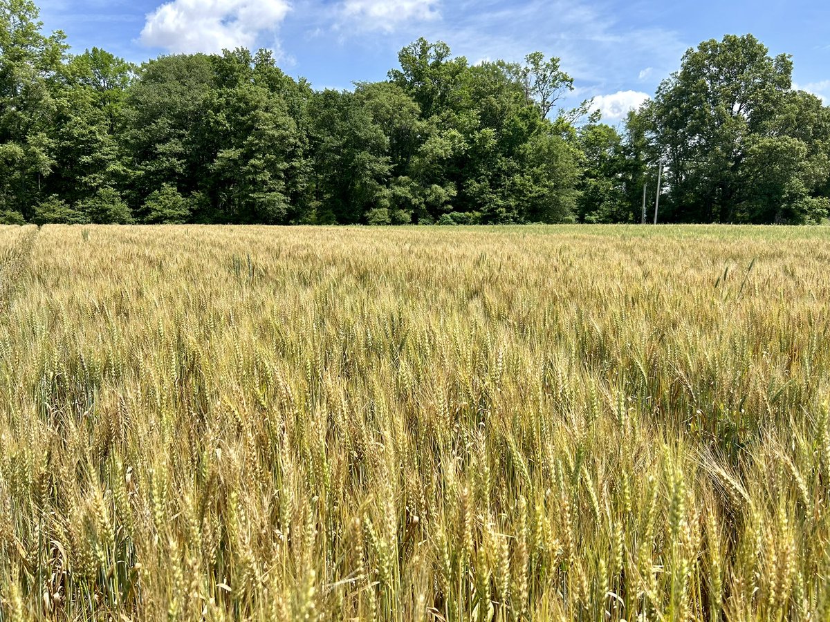 Wheat harvest is approaching rather quickly. Looking forward to the results!