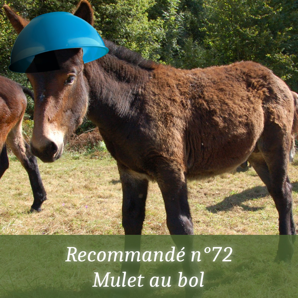 recommande0's tweet photo. Hein quoi ? le 72 épisode ? C'est bien lui ! C'est "Mulet au bol" ! Oui, il s'appelle vraiment "Mulet au bol" et oui, j'ai vraiment fait ce photoshoppage.

Apple Podcast https://t.co/tmEWxjmYsz

Spotify https://t.co/tdUjqUy48j

Le site https://t.co/Pk5gbbp73C

Bonne écoute ! 🥣🎧 https://t.co/D7rVaDyIyJ