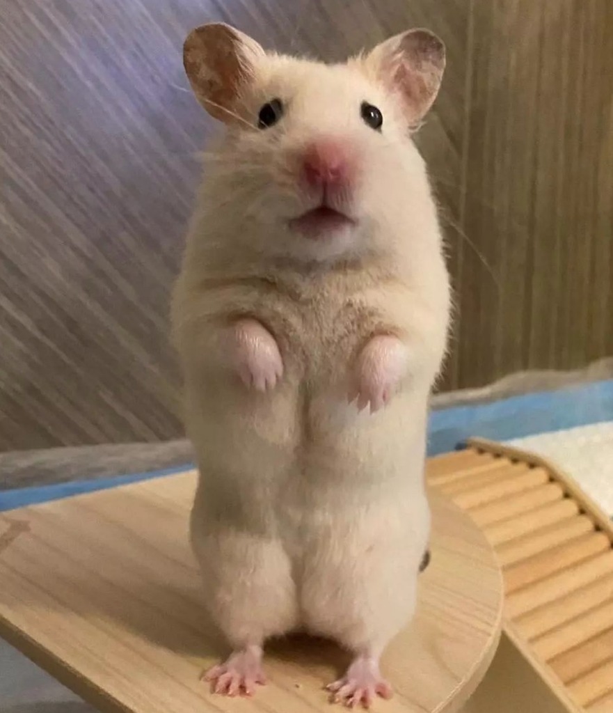 Caitec_inc's tweet photo. Excuse me, sir. May I trouble you for a bit of carrot? 😍  #Caitec 

[via Instagram | @hamster_ofthe__world] https://t.co/JtJrAXwXIt https://t.co/Q6iUlwUZB3