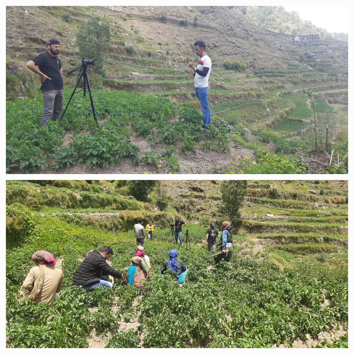 Thalisain_RDUK's tweet photo. Today, Dr. #Kanchan Negi, Consultant-KM, PMU, #AM_Sales #AYP-KM Pauri Visited Potato Seed project area # Vill_Jalloo & Recorded the Bites of #BDO_Thalisain, #ADO_(H), #REAP&NRLM staff for the purpose of making a #video_documentry of the #REAP_Project.
@REAPPauri @REAPUttarakhand https://t.co/cWvEdQgKil