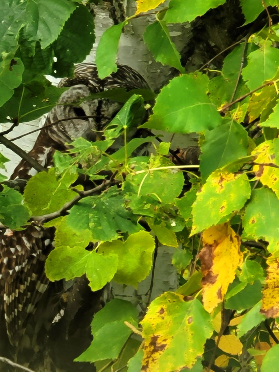 Find the #OWL 
#owls #WildlifeWednesday #WildlifeEncounters #wildlife #birdwatching #birdphotography #BirdsSeenIn2023 #BirdsOfTwitter #NaturePhotography #NatureBeauty #TwitterNaturePhotography #PhotographyIsArt