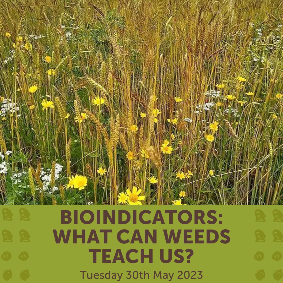 RealFarmED's tweet photo. What is a weed? We generally think of it as the wrong plant in the wrong place. What if we viewed these plants as #bioindicators that can inform about #soilhealth or #managementpractices? Join us for a practical workshop to learn what weeds can teach usโฆ
https://t.co/VfJBeaa3XS https://t.co/ybZajqUHhs