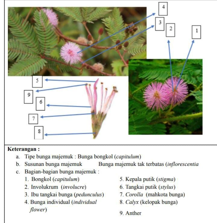 extra4shots's tweet image. [2023.05.15] :彡

senin super hectic smpe ga sempet up progress 🅰️🅰️🅰️ aku kuliah dari jam 7 pagi smpe siang, trs praktikum smpe jam 5 sore 😖 abis maghrib aku ngerjain quiz biochem, lanjut ngerjain logbook &amp;amp; nyelesein TO sainsin

#mutiastudyprogress #studyprogress #studytwt
