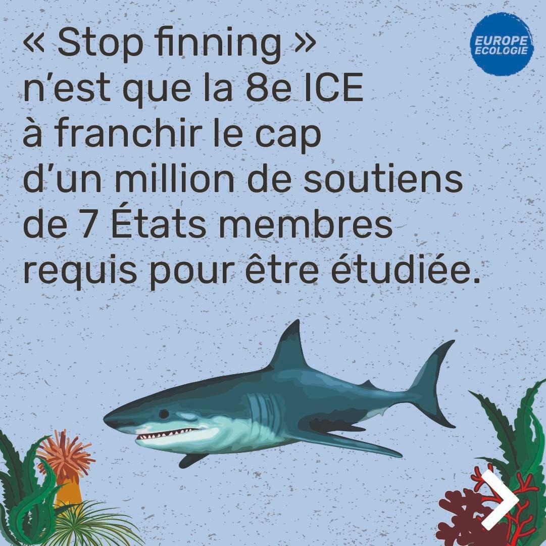 (1/3) Le #finning c'est quoi❓

Cette pratique cruelle consiste à couper les ailerons de requins vivants, rejeter le corps puis ne vendre que l'aileron.

Ensemble interdisons le commerce d'ailerons de requins en Europe!

Pour tout savoir👉europeecologie.eu/tout-savoir-su…

#StopFinningEU