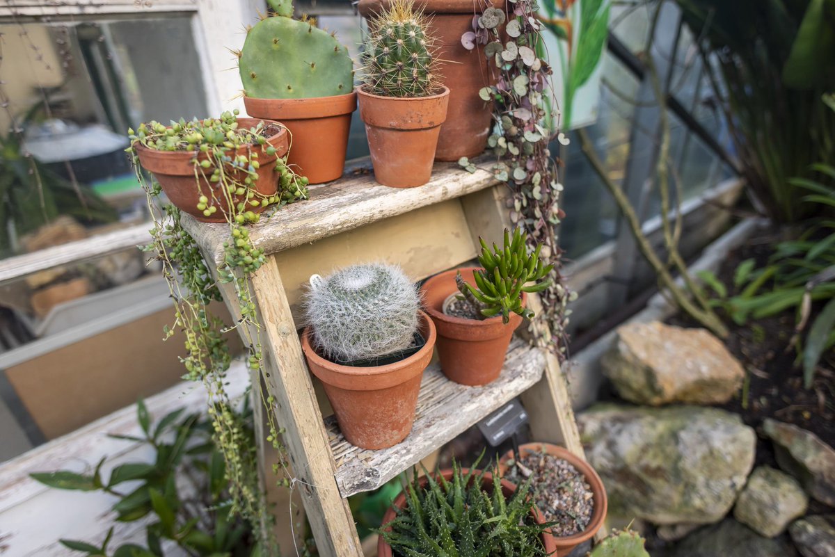 Bangor University (@bangoruni) on Twitter photo Just another reminder of the Plant Sale at <a href="/TreborthBG/">Treborth Botanic Garden</a> THIS Saturday! All welcome 🌸
📆 20th May 11am-1pm (10am for Friends of Treborth members)
More info ➡️ bit.ly/3V8IxXt Just another reminder of the Plant Sale at <a href="/TreborthBG/">Treborth Botanic Garden</a> THIS Saturday! All welcome 🌸
📆 20th May 11am-1pm (10am for Friends of Treborth members)
More info ➡️ bit.ly/3V8IxXt