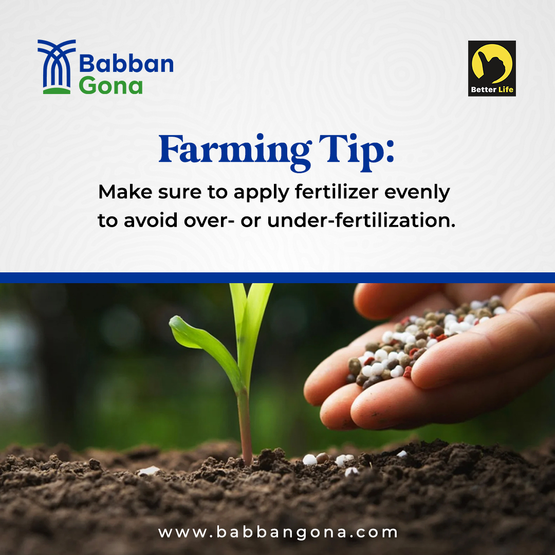 BabbanGona's tweet photo. 🌿Give your plants the perfect dose of nourishment by applying fertilizer evenly. It's like a gentle embrace, ensuring they receive just the right amount without overwhelming or neglecting them.🌱

#FarmingTip
#Agriculture
#FarmLife
#BabbanGona
#AgriTech https://t.co/vezgOgTrrJ