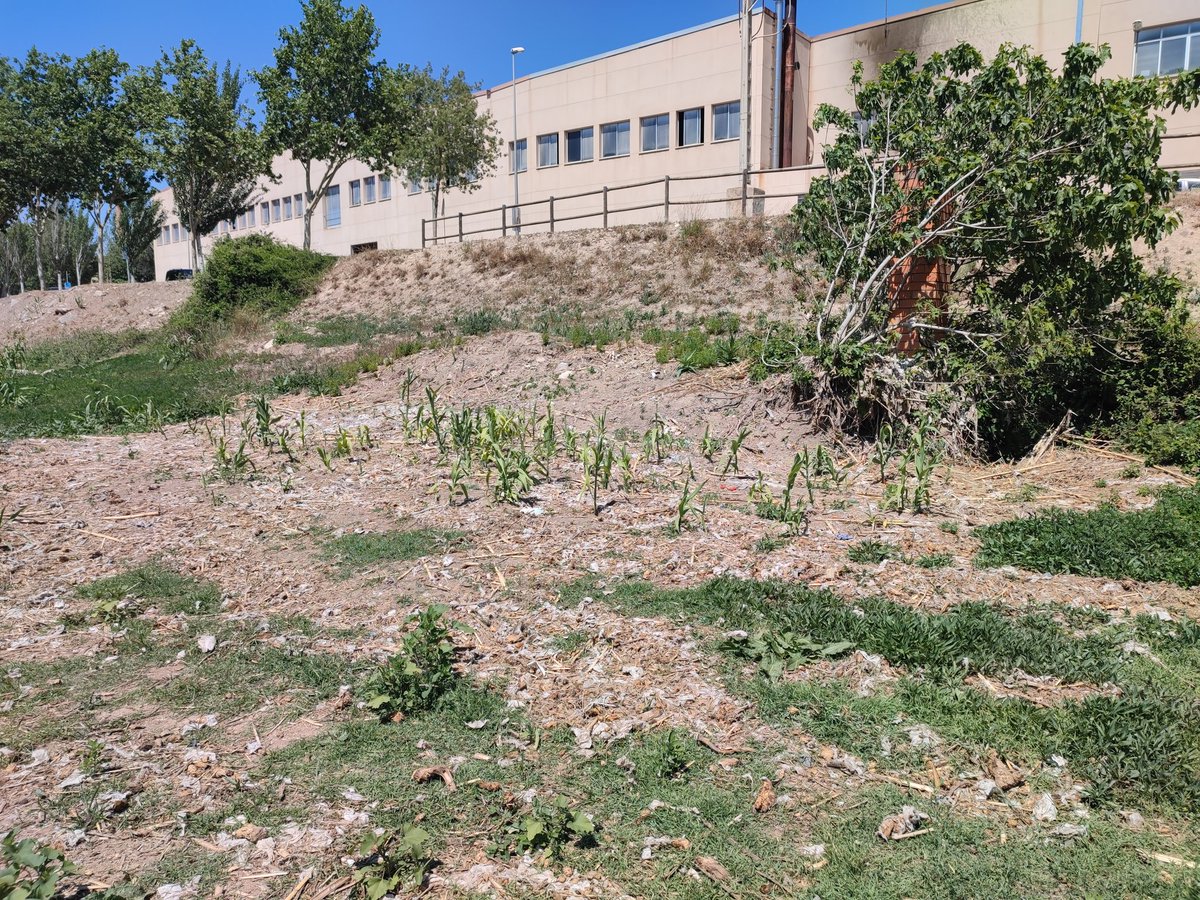 Molts vem anat el parc central diumenge per diferents motius. Avui he anat a l' altre punta, el riu #Anoia. Tovallolrtes, plantes invasores, que en teoria eliminades <a href="/micod_cat/">Mancom. Conca Òdena</a>, deixalles i no comentem l' estat de la llera i l'aigua. Ho sento no m'han puc estar. <a href="/VeuAnoia/">La Veu de l'Anoia</a>