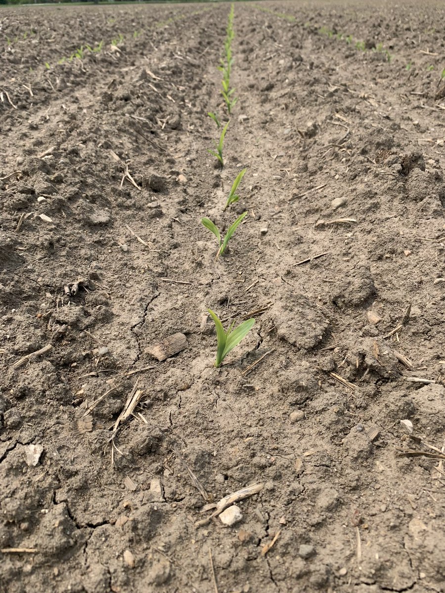 Dyna-Gro D43VC81 is off to the races in Gratiot county! <a href="/DynaGroSeed/">Dyna-Gro Seed</a> <a href="/NutrienAgRetail/">Nutrien Ag Solutions</a> #plant23