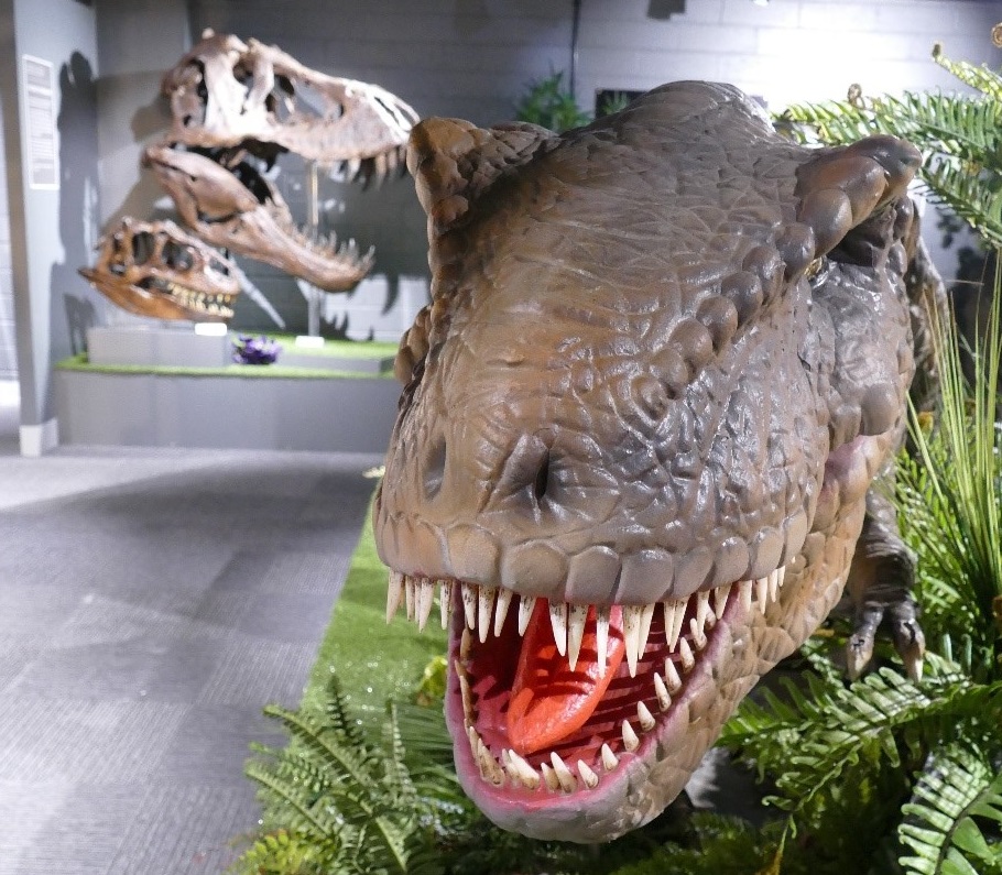 Join us for an hour long session of dinosaur family crafts and a dinosaur trail around the museum.
Cost per child is £5.00
Suitable for ages 4+.
Children must be accompanied by an adult, there is a maximum of 1 adult per child in the crafting room. 
ticketsource.co.uk/dudley-museum-…