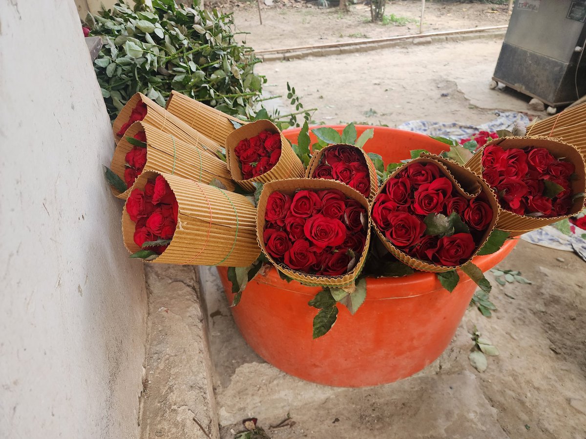 Red roses cultivation at Himalayan Kafal farm selling roses and petals in different flower shops and temples. 
Read for harvest and dispatch. 🌹

#womenfarmers #redroses #agriculture #womeninbusiness #floriculture