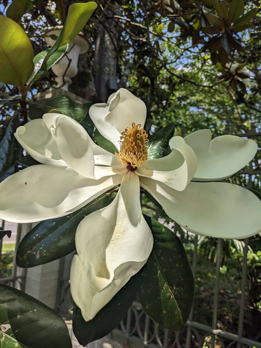 bmuseum_gardens's tweet photo. “I am always surprised by the magnolia. She is so queenly, so Southern, so unassuming. And then she opens up and shows her true colors.” -Unknown https://t.co/UufeuSfCQF