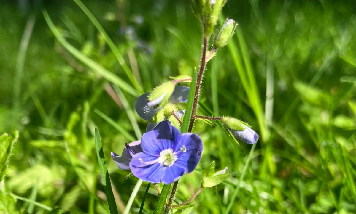 Wildflower of the week!
This is a Germander Speedwell growing in one of our uncut lawns.  It’s a great source of nectar for solitary bees and is meant to be good luck to those taking a long journey. Our No Mow May lawns are thriving with wildflowers and nature 🌱 🌼 
#NoMowMay
