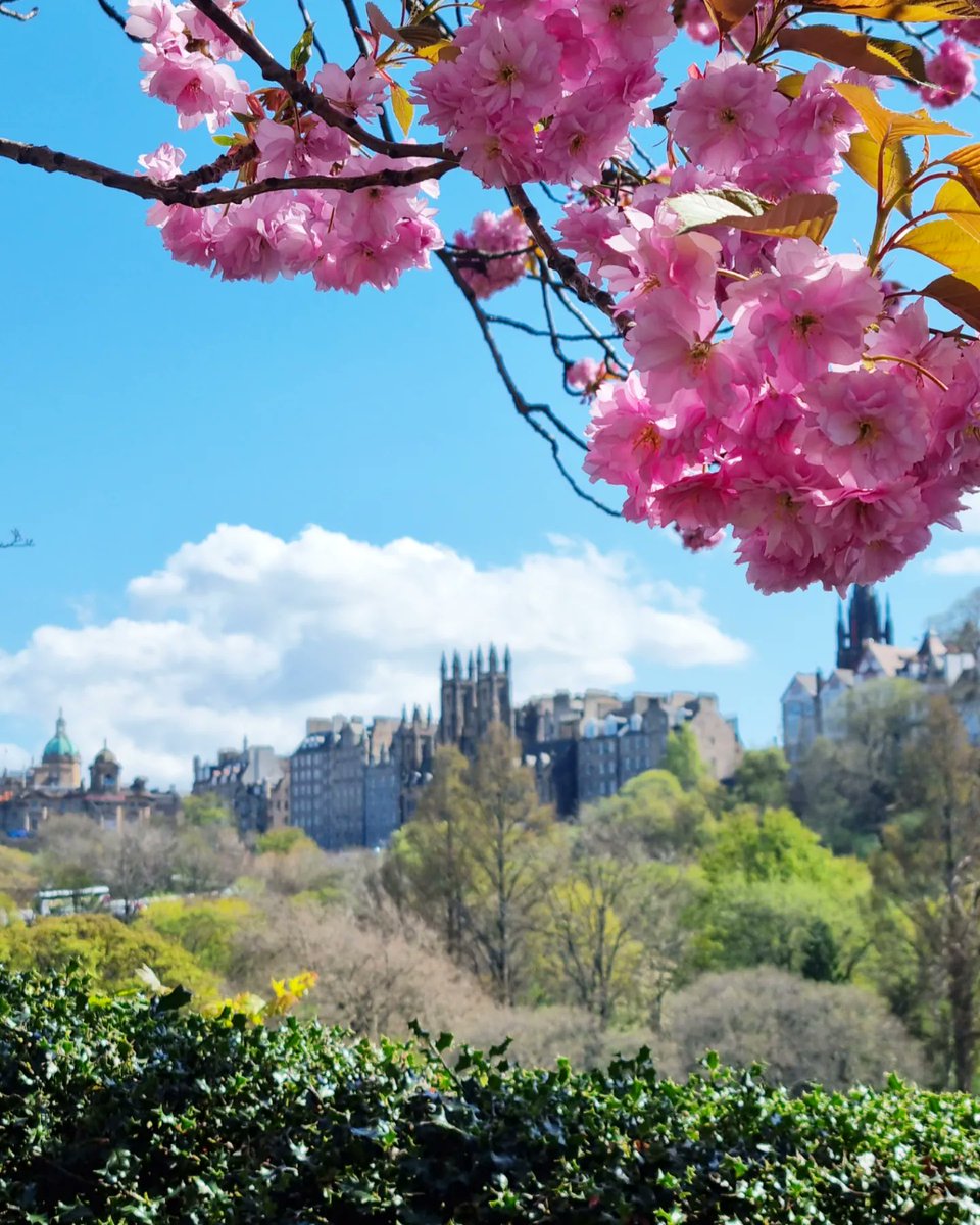 Kazzycrazy78's tweet photo. #Edinburgh #scotland #cherryblossom #uk #visitedinburgh #cherryblossoms #photography #PHOTOS #edintravel #travel #SAKURA #springphotography #edinburghcity
#photooftheday https://t.co/Fae4LWUx8h
