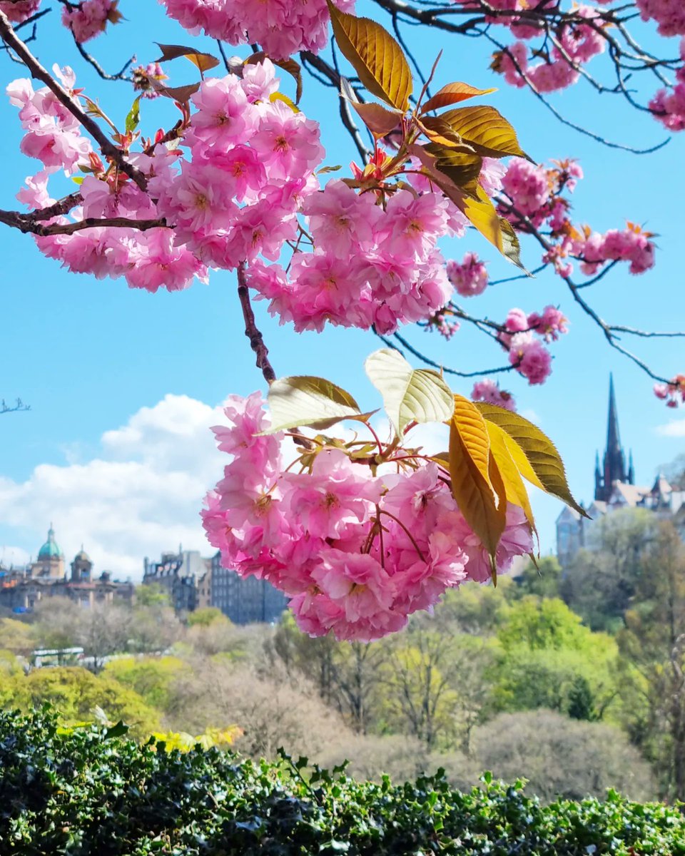 Kazzycrazy78's tweet photo. #Edinburgh #scotland #cherryblossom #uk #visitedinburgh #cherryblossoms #photography #PHOTOS #edintravel #travel #SAKURA #springphotography #edinburghcity
#photooftheday https://t.co/Fae4LWUx8h