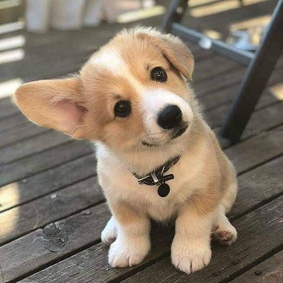 BestForPets4's tweet image. Good morning, everyone! 😊 How cute is this pup? 🐾❤️ Have a great Wednesday! 🎉 #WednesdayMotivation  #DogsofTwitter #cutenessoverload