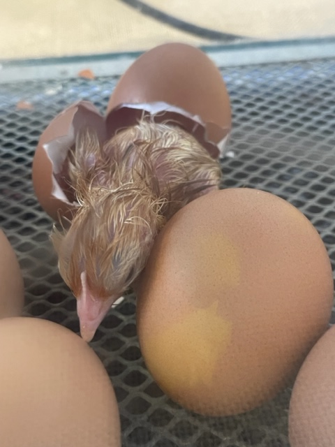 Spring has definitely arrived in Reception - the first chick has hatched! 
Happy Well-being Wednesday 🐣
#growingandchanging