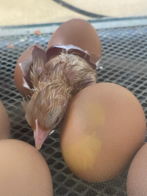 Spring has definitely arrived in Reception - the first chick has hatched! Happy Well-being Wednesday 🐣 #growingandchanging