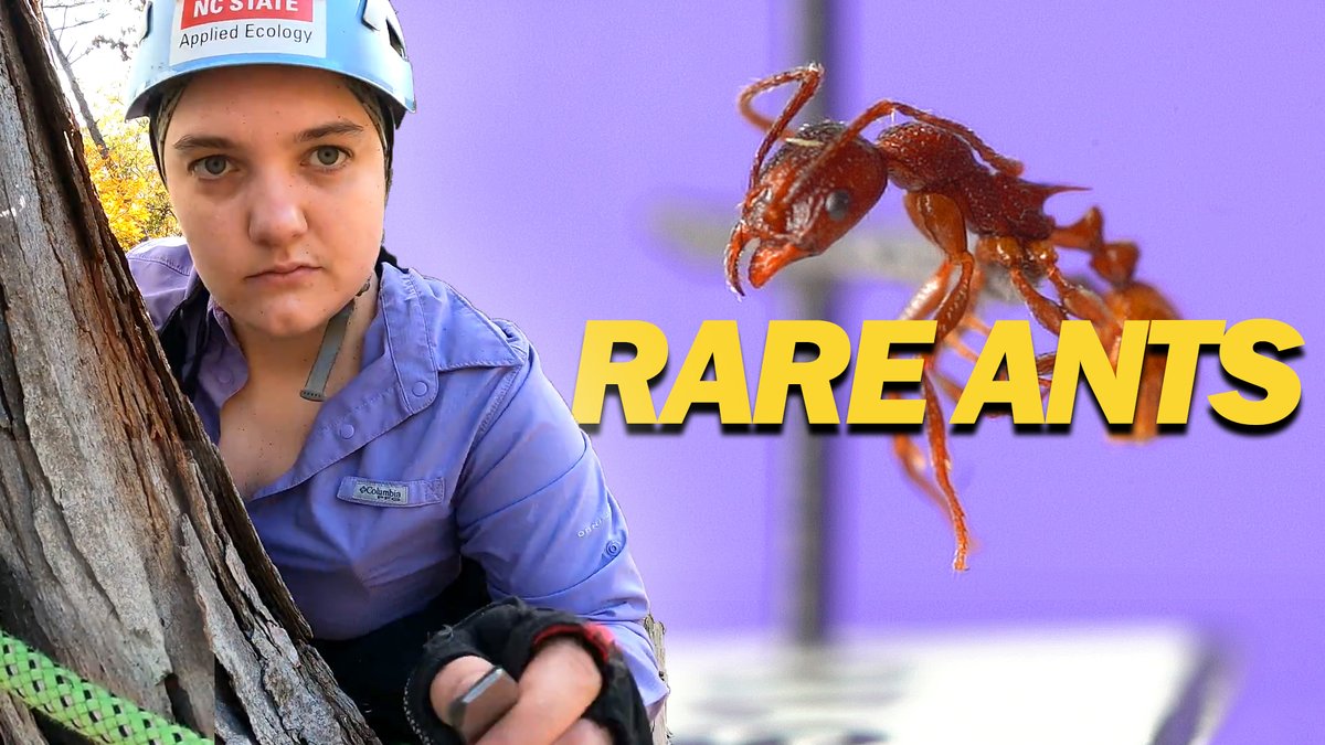 New @DrAdrianSmith video: Biologist Michelle Kirchner climbs trees to better understand which species live in the canopy & to learn more about their adaptability to extreme conditions. 🐜 Watch now: youtu.be/7jNXaIizv4I