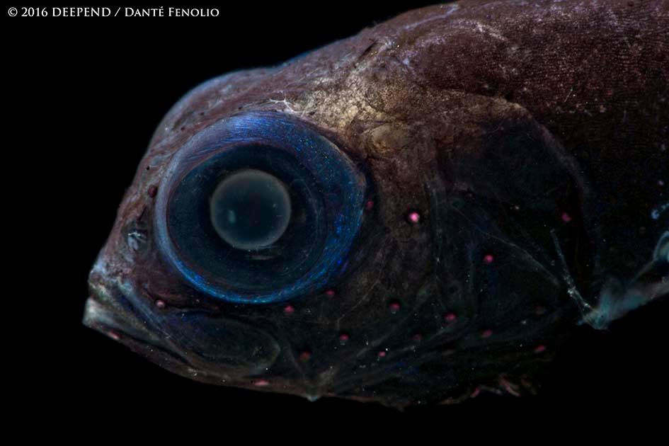 DanteFenolio's tweet image. The  Bluntsnout Smoothhead (Xenodermichthys copei), trawled from between  the surface and 1500 meters depth, Gulf of Mexico.  The red spots are  termed "nodular luminous organs" and they are true photophores (they  produce light).  The photophores are spread all over the body.