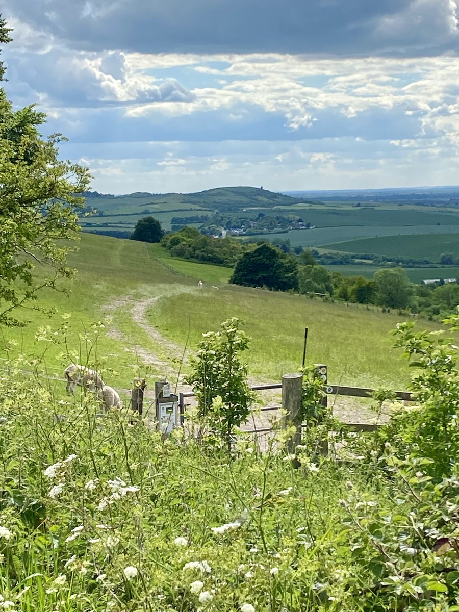 A well-trodden pathway along the ancient Ridgeway, the Iron Age hillfort of Ivinghoe Beacon rising beyond. In use since Bronze Age times, it was an ancient signal point. Most recently, we watched torches being lit at the summit for the 70th jubilee #HillfortsWednesday