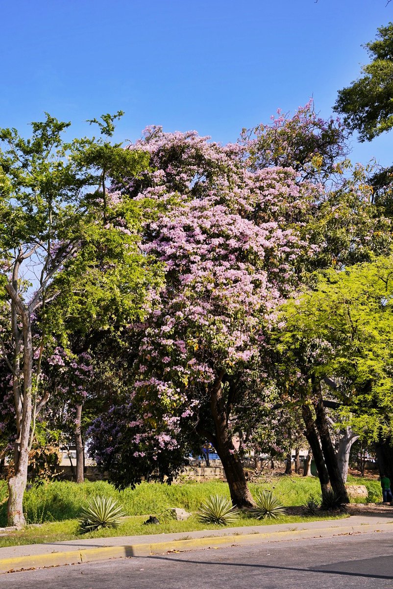 tineophoto's tweet photo. Buenos días les dejo 3 fotografías que acabo de tomar desde abajo con la cámara de los apamates floreados en #Cumaná 

Espero que les guste ❤️🙏🏼 Compartan y no olviden mencionar que es mi trabajo. https://t.co/fc3ac0mH9I
