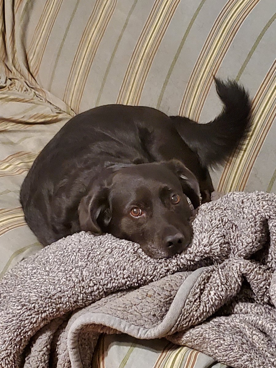 Hockey_Pup's tweet image. My #minilab