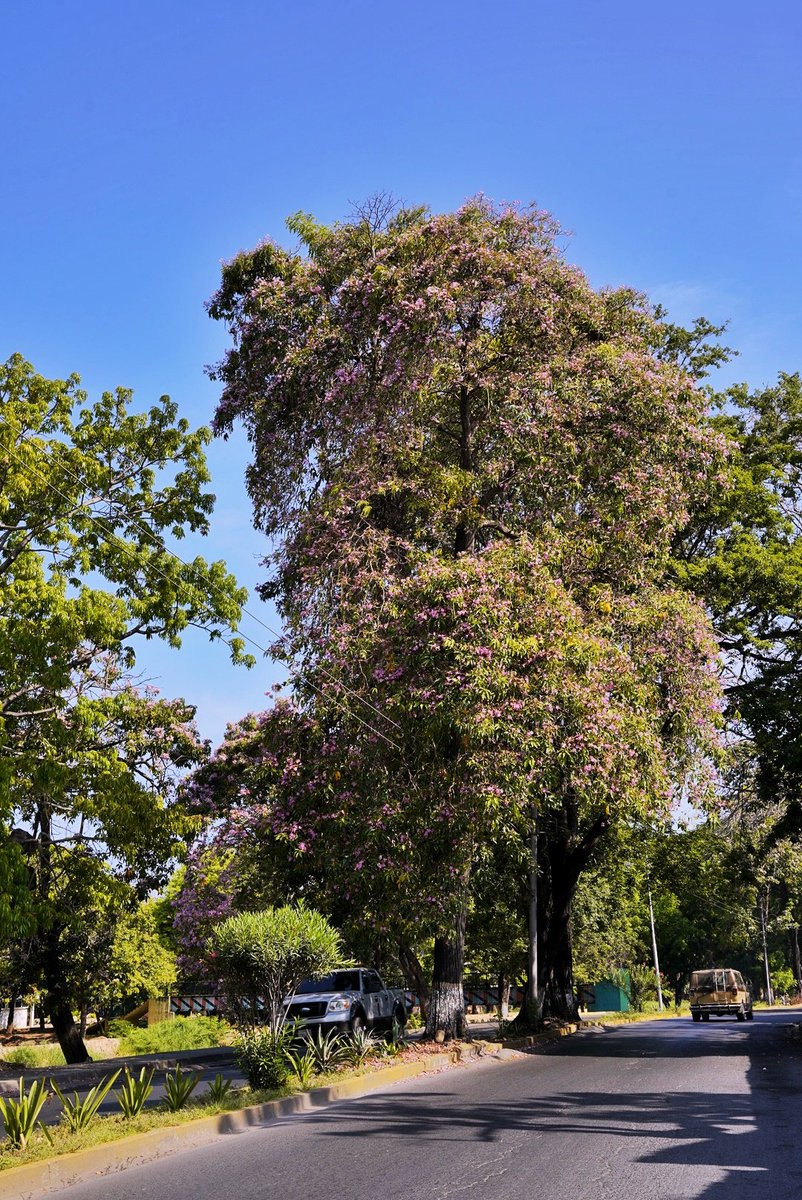 Buenos días les dejo 3 fotografías que acabo de tomar desde abajo con la cámara de los apamates floreados en #Cumaná 

Espero que les guste ❤️🙏🏼 Compartan y no olviden mencionar que es mi trabajo.
