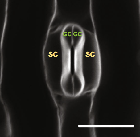 MichaelRaissig's tweet photo. Very excited to see @XinCheng0521's insight "From grasses to succulents – development and function of distinct stomatal subsidiary cells" published online. We discuss what subsidiary cells are and how they are formed differently in grasses and succulents https://t.co/vKKqyuyRrm https://t.co/QF1NNCeFAy
