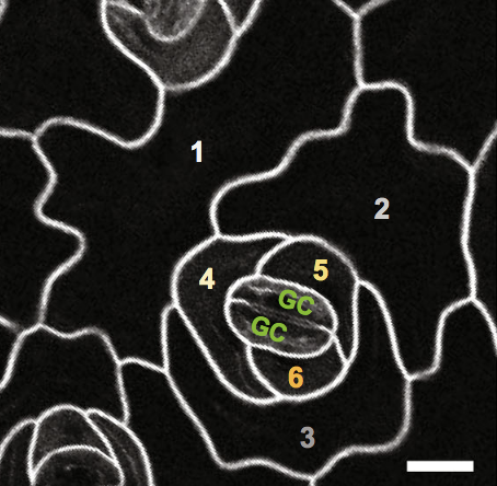 Very excited to see <a href="/XinCheng0521/">Xin Cheng</a>'s insight "From grasses to succulents – development and function of distinct stomatal subsidiary cells" published online. We discuss what subsidiary cells are and how they are formed differently in grasses and succulents nph.onlinelibrary.wiley.com/doi/10.1111/np…