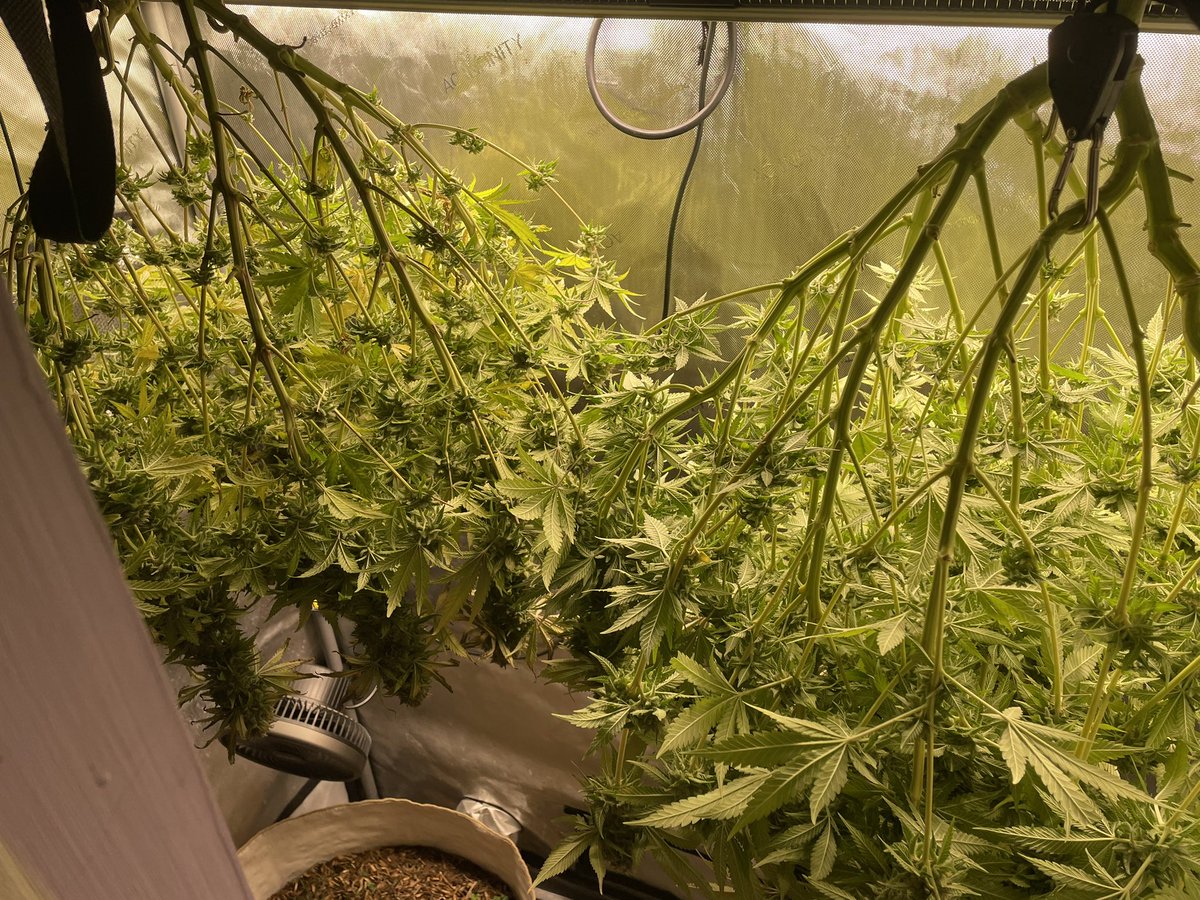 AvantGrow's tweet photo. Chop day! ✂️🌺 Day F61, this Pineapple Chunk was so much fun to grow! My first harvest in living soil, and my first time drying the plants whole instead of wet trimming and using a net. Should be interesting! Can’t wait to try them 🤩💚 #Mmemberville #growyourown #cannabisculture https://t.co/u4oFN3AiYz