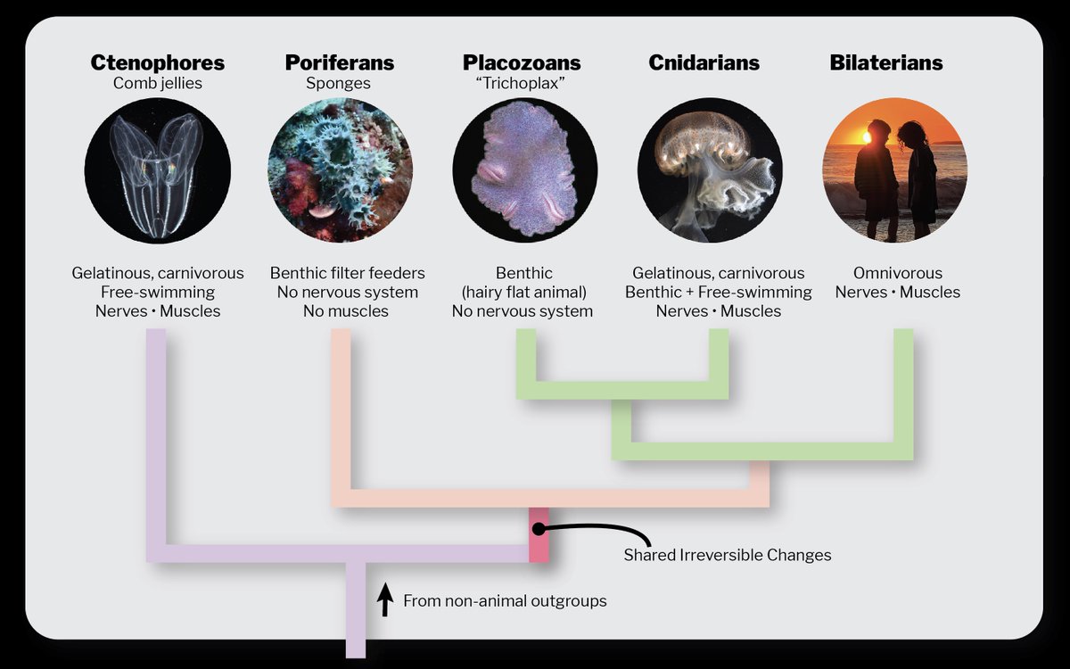 Extraordinary claims require extraordinary evidence. In our new @Nature paper, Darrin Schultz @conchoecia used the position of genes on chromosomes to show that ctenophores (comb jellies) not sponges are the sister-group to all other animals. nature.com/articles/s4158…