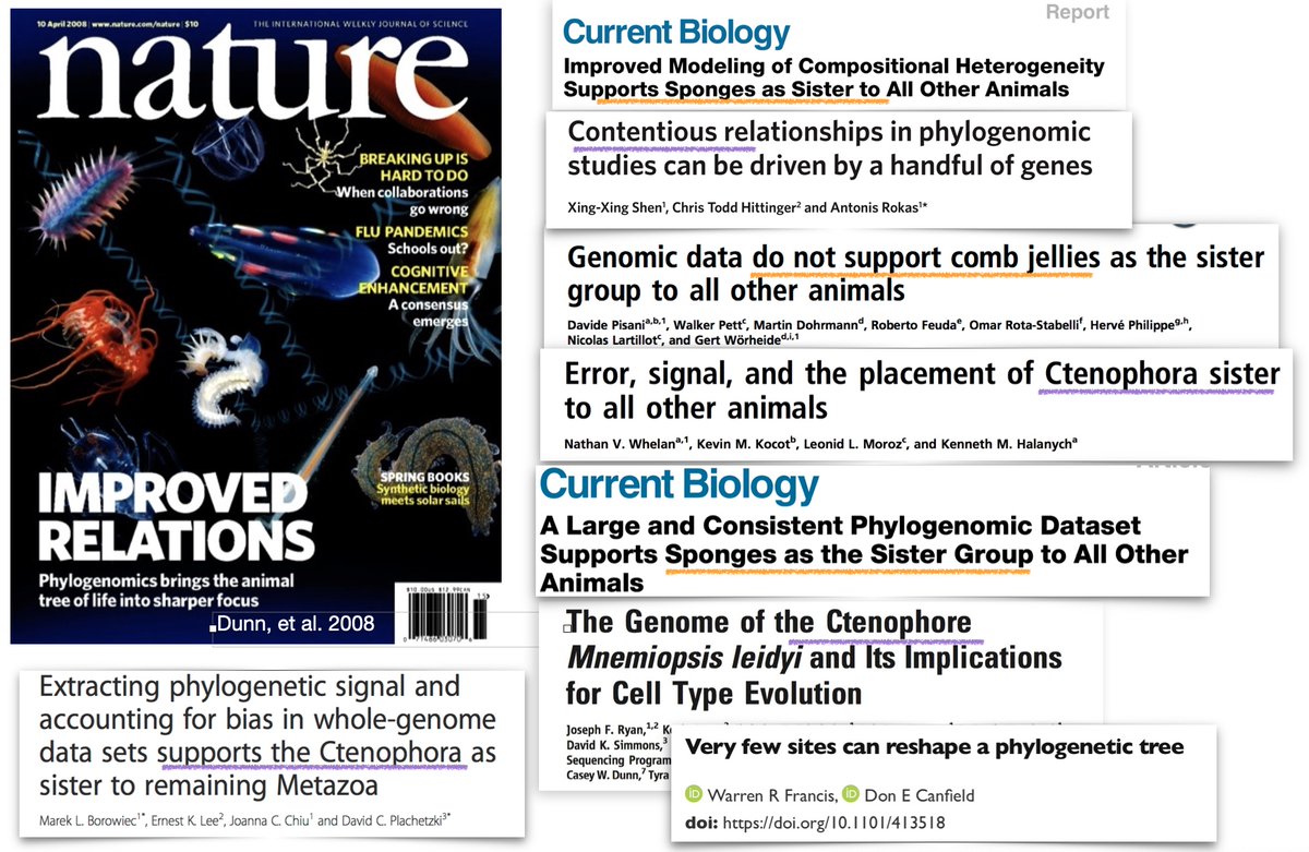 For 100s of years, sponges were assumed to have split first. In 2008 a transcriptome-based study led by <a href="/caseywdunn/">Casey Dunn</a> suggested ctenophores were sister to other Metazoa. The debate has bounced back and forth, ever since, even with more genomes sequenced.