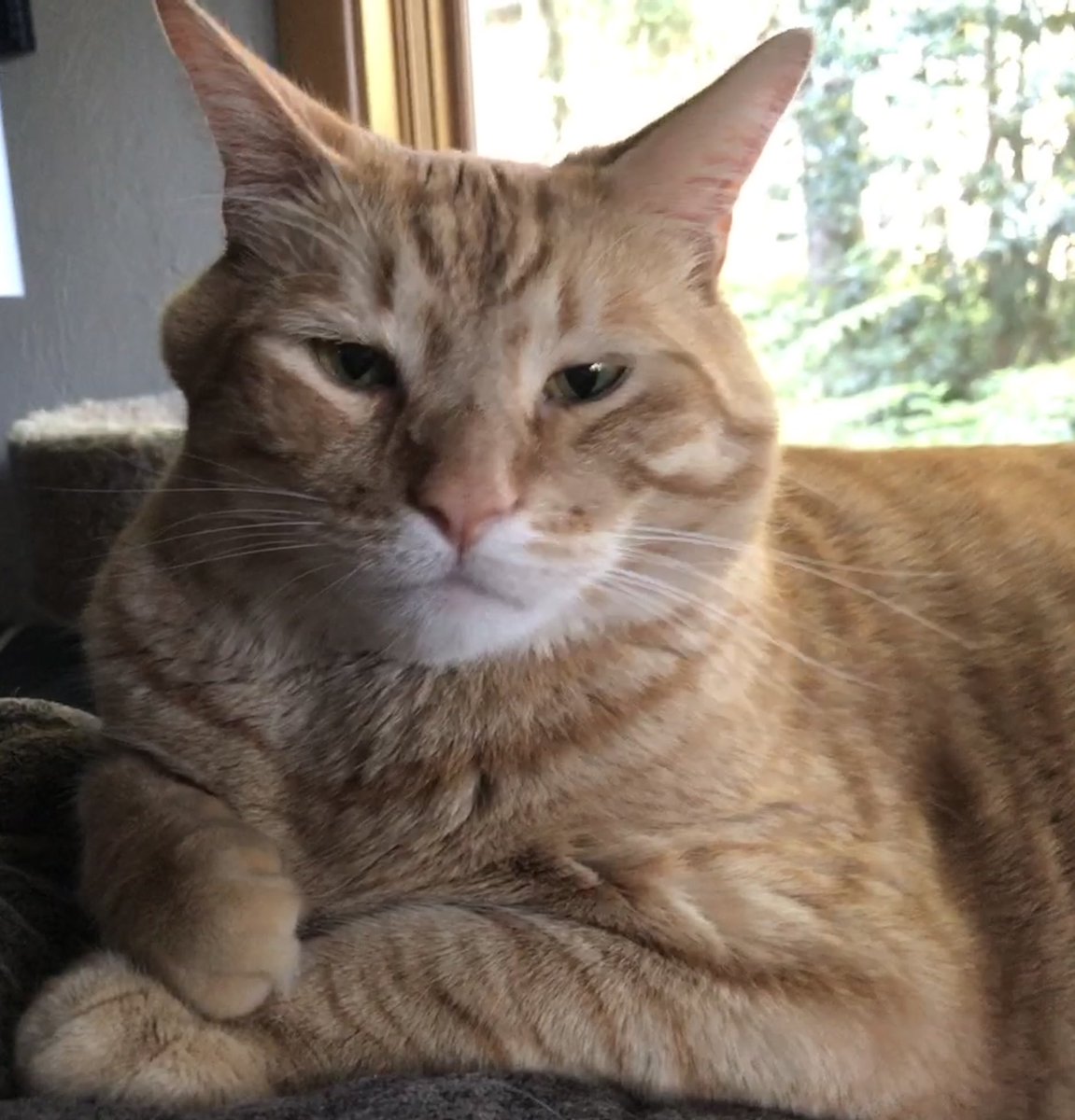 bcbull's tweet photo. Sam contends with #HumpDay like a champ (helps that he doesn’t work) #cats #CatsOfTwitter #catsofnpr 😼 https://t.co/DIJyLnB6Dg