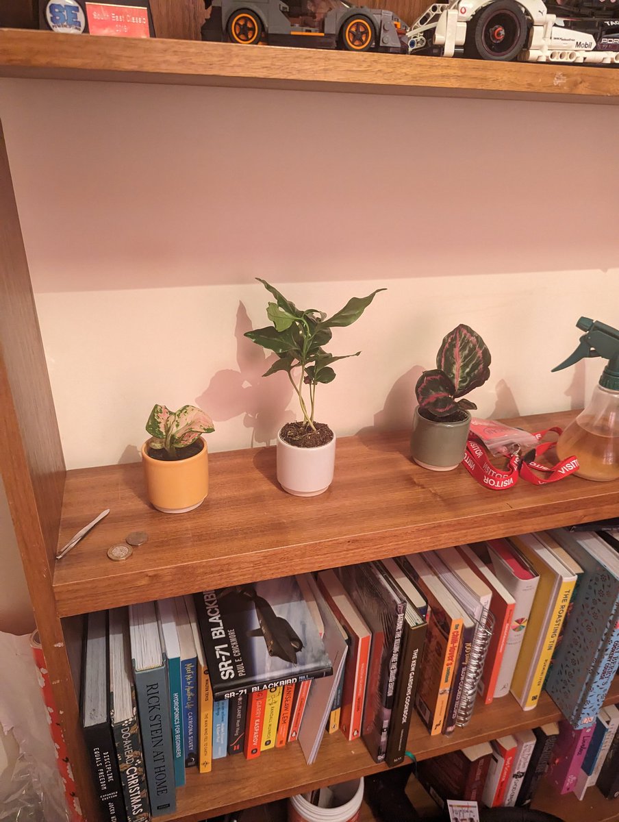 TheStyrle's tweet photo. All the plants - a broken big pot BOI but all good https://t.co/9y6qrHc1Xz