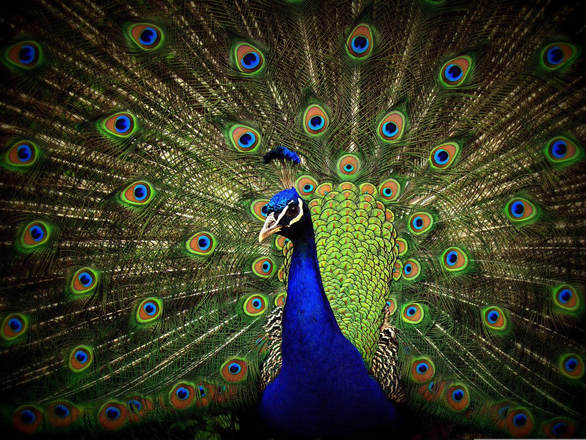 Acquafortis tweet picture