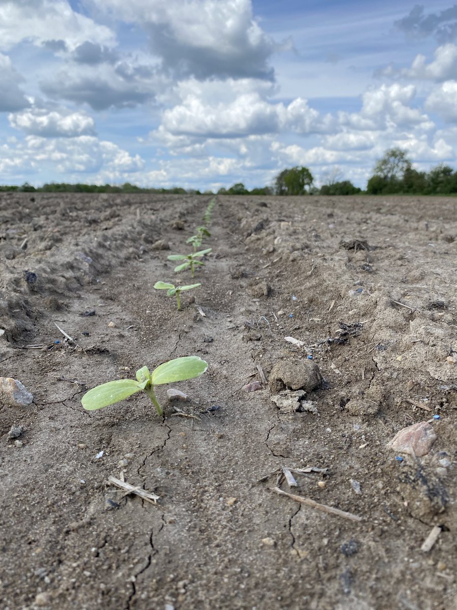 Printemps 2023 particulier en terme de condition climatique après une surveillance assidu contre les limaces sur tournesol, on observe maintenant des larves de mouche du semis sur maïs! <a href="/MoisdonNegoce/">Moisdon Negoce</a> <a href="/NegoceAgricole/">Le Négoce Agricole</a> @PaysanBzh_Hebdo <a href="/agriculteursBzh/">AgriculteursBretagne</a> <a href="/TerrenetFR/">Terre-net.fr</a> <a href="/agrodisT/">Agrodistribution</a>