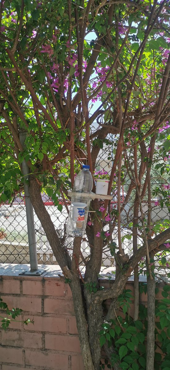 Els ocellets que volen per l'institut ja poden menjar amb els menjadors reciclats que hem construït a #1rESO #ciències #escolaverda <a href="/EscolesXESC/">EscolesXESC</a> #Xesco
