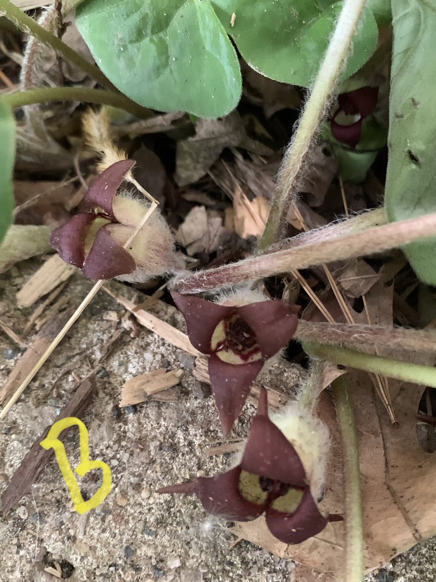 drbillyjbeck's tweet photo. Native #woodland understory species doing well in shade, under an IA deck.
A: wild geranium
B: wild ginger (flowers near ground)
C: Jack-in-the-Pulpit
D: Solomon’s seal
Learn more 👇
https://t.co/wrqCeQs1au
#nativelandscaping #forestry #extension @ISUANR https://t.co/S7HnGG2Mkr