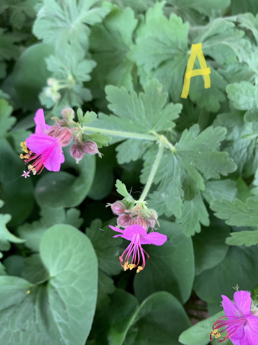 drbillyjbeck's tweet photo. Native #woodland understory species doing well in shade, under an IA deck.
A: wild geranium
B: wild ginger (flowers near ground)
C: Jack-in-the-Pulpit
D: Solomon’s seal
Learn more 👇
https://t.co/wrqCeQs1au
#nativelandscaping #forestry #extension @ISUANR https://t.co/S7HnGG2Mkr